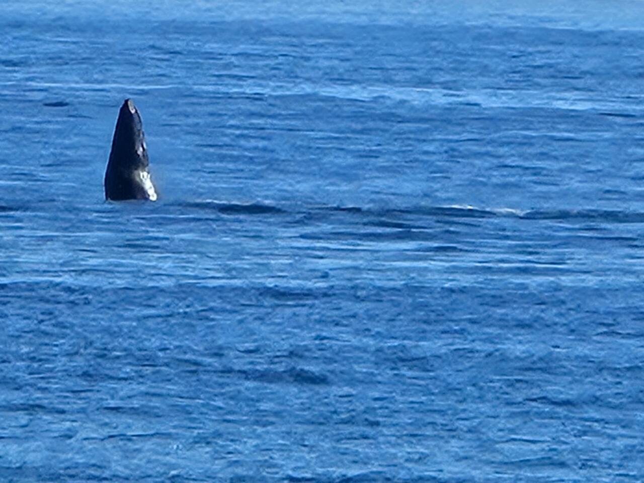 During whale season, watch in awe as majestic humpbacks breach right off the shore, creating a breathtaking spectacle from the comfort of your lanai.