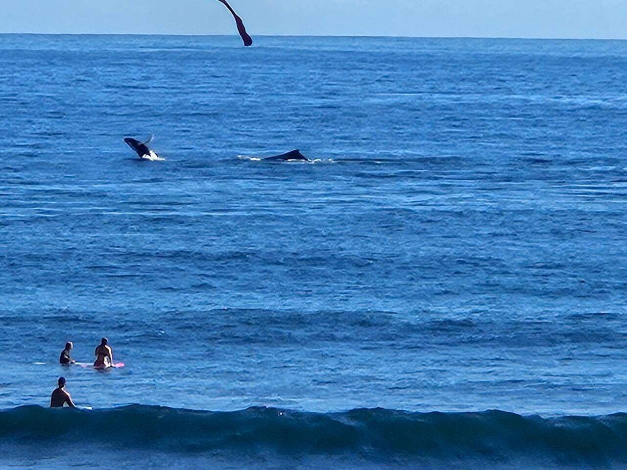 Witness the incredible sight of whales breaching just off the coast