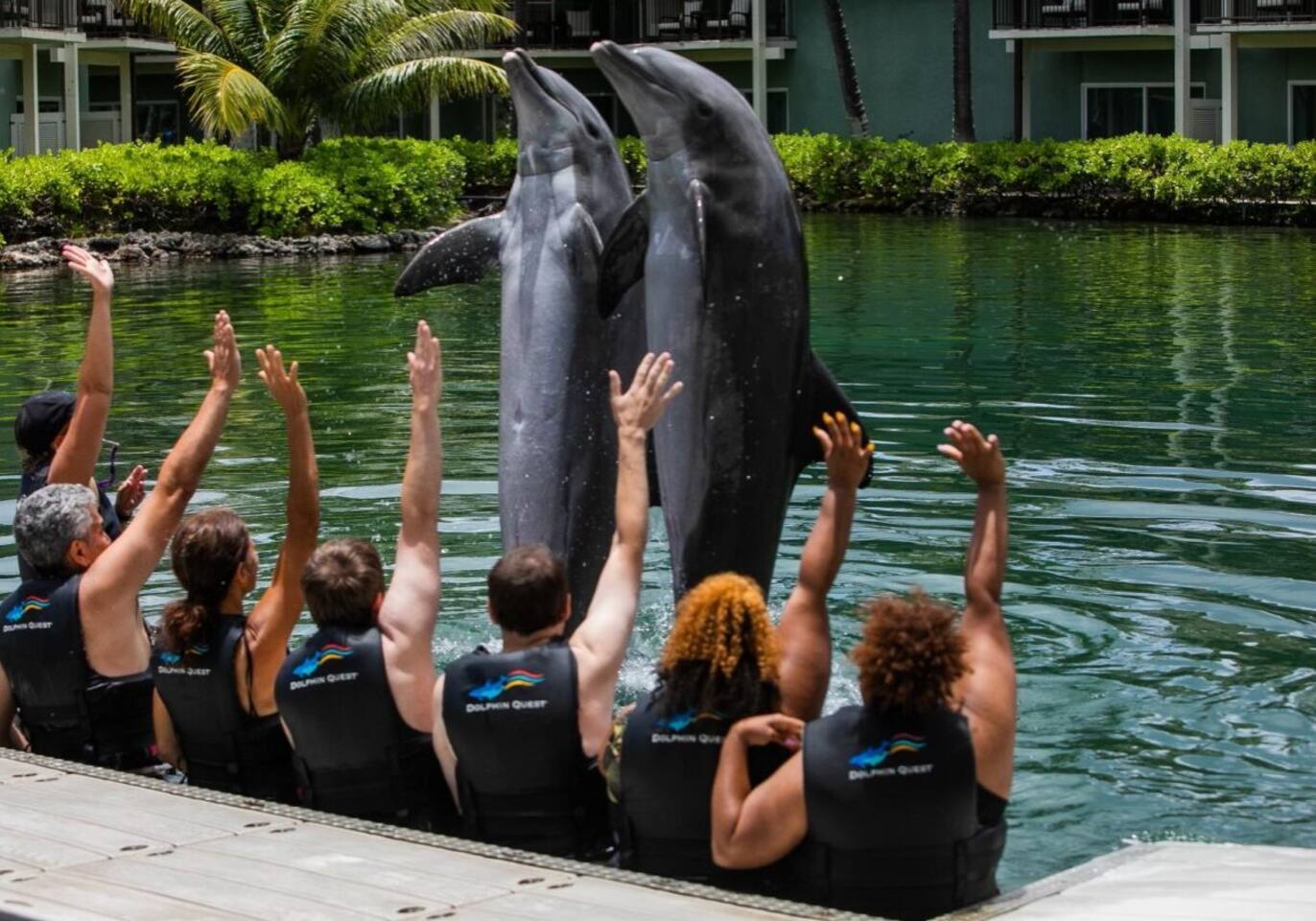 Dolphin experience at nearby Kahala Resort makes for a great experience for kids of all ages