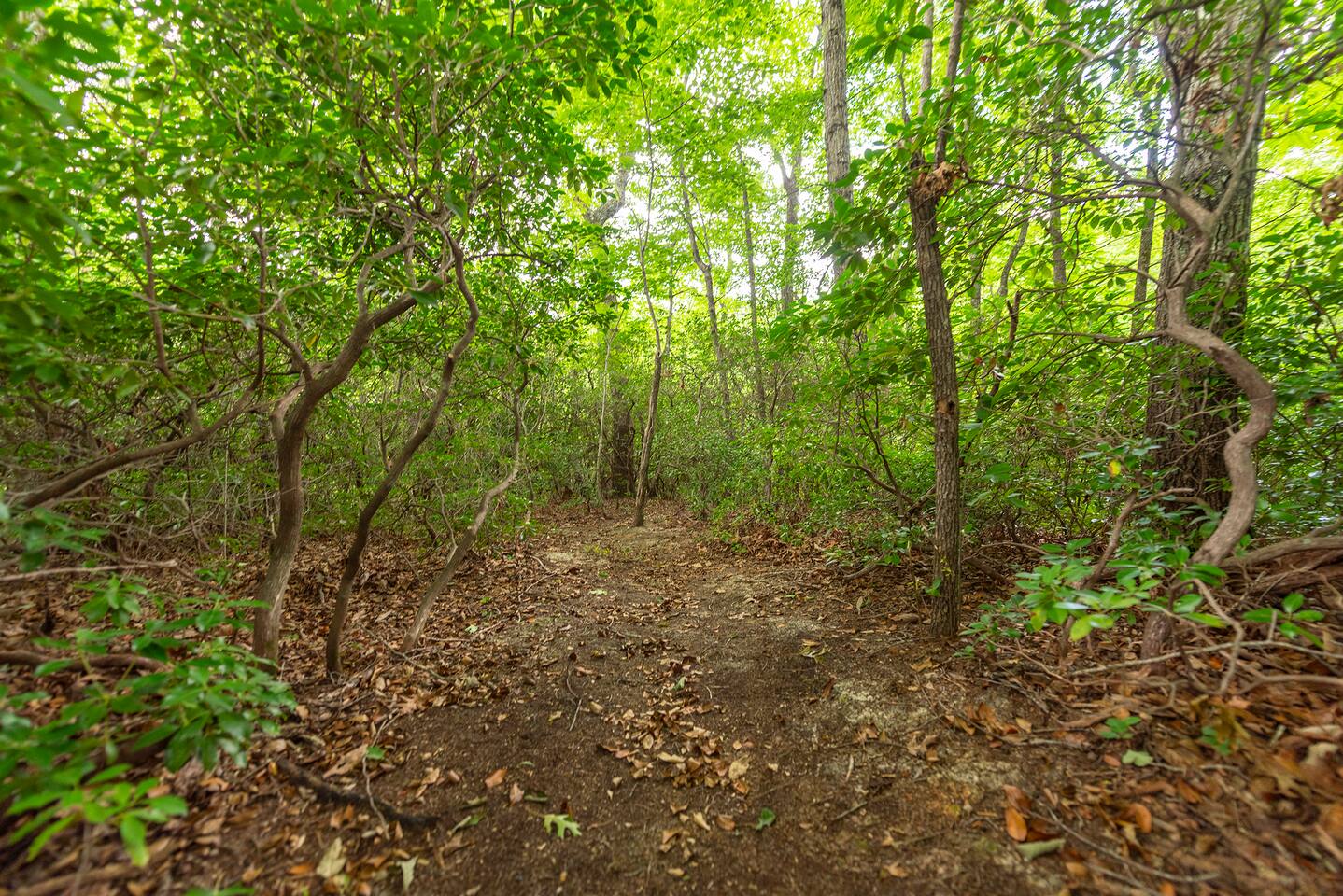 Explore Bo's Trail on the private property of Kitty's cabin (15acres). This trail which is only available to renters at this cabin meanders down to convening creeks. It is a delightful space to discover. Access the trail from the parking area.