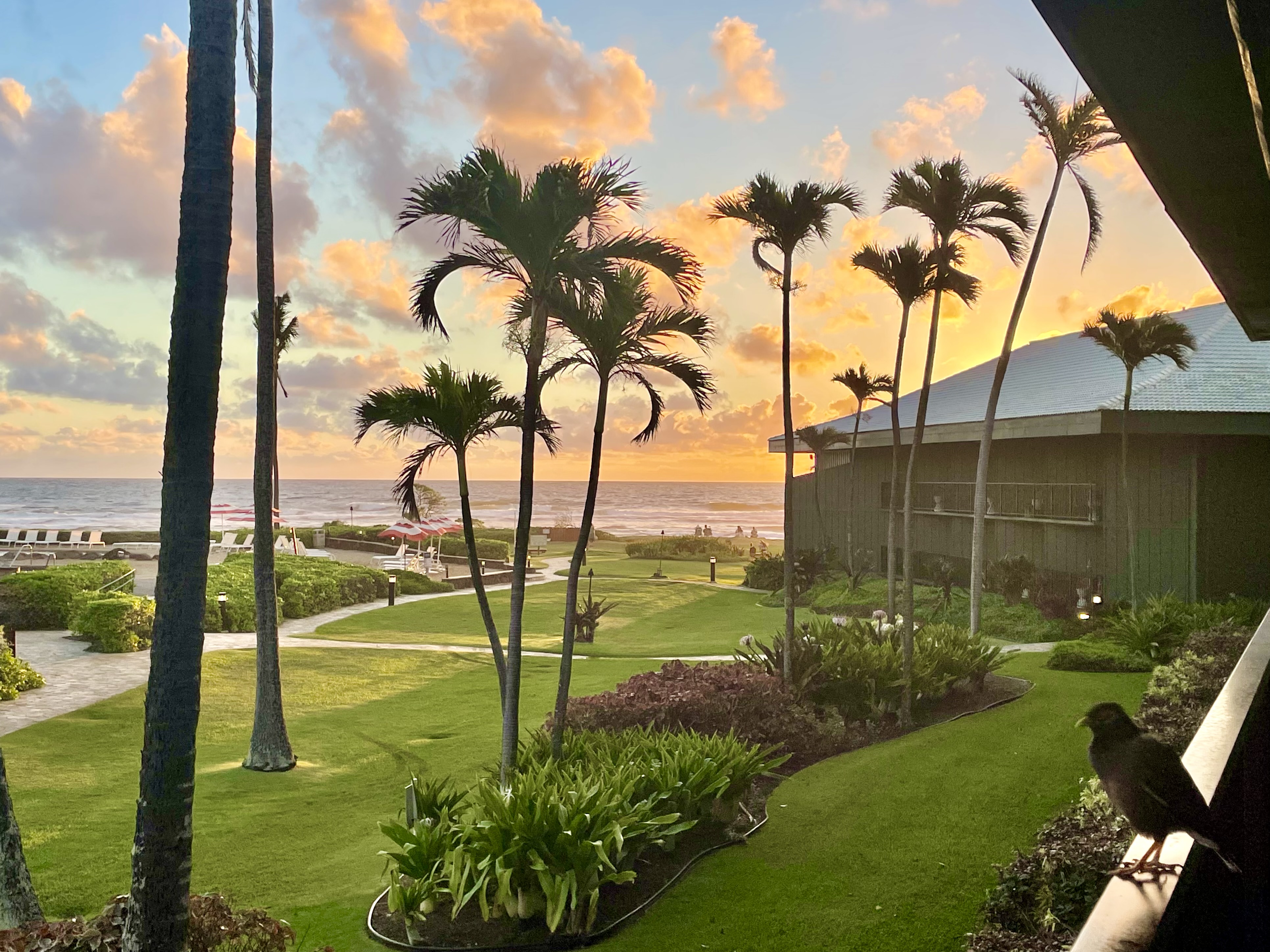 Tropical oceanfront sunrise with palms, lush grounds, and beach access