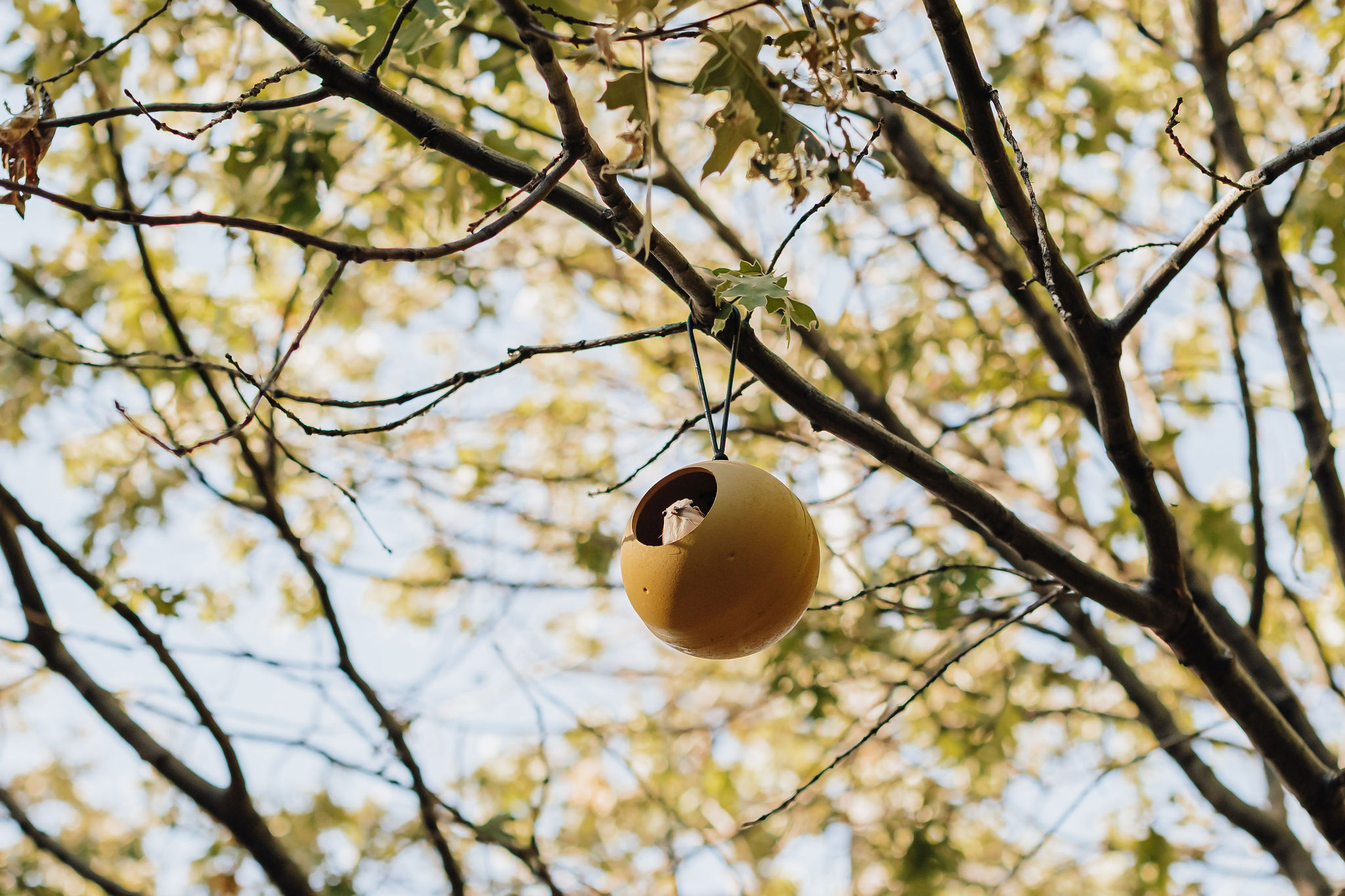 Charming birdhouse tucked in the trees for a peaceful nature retreat