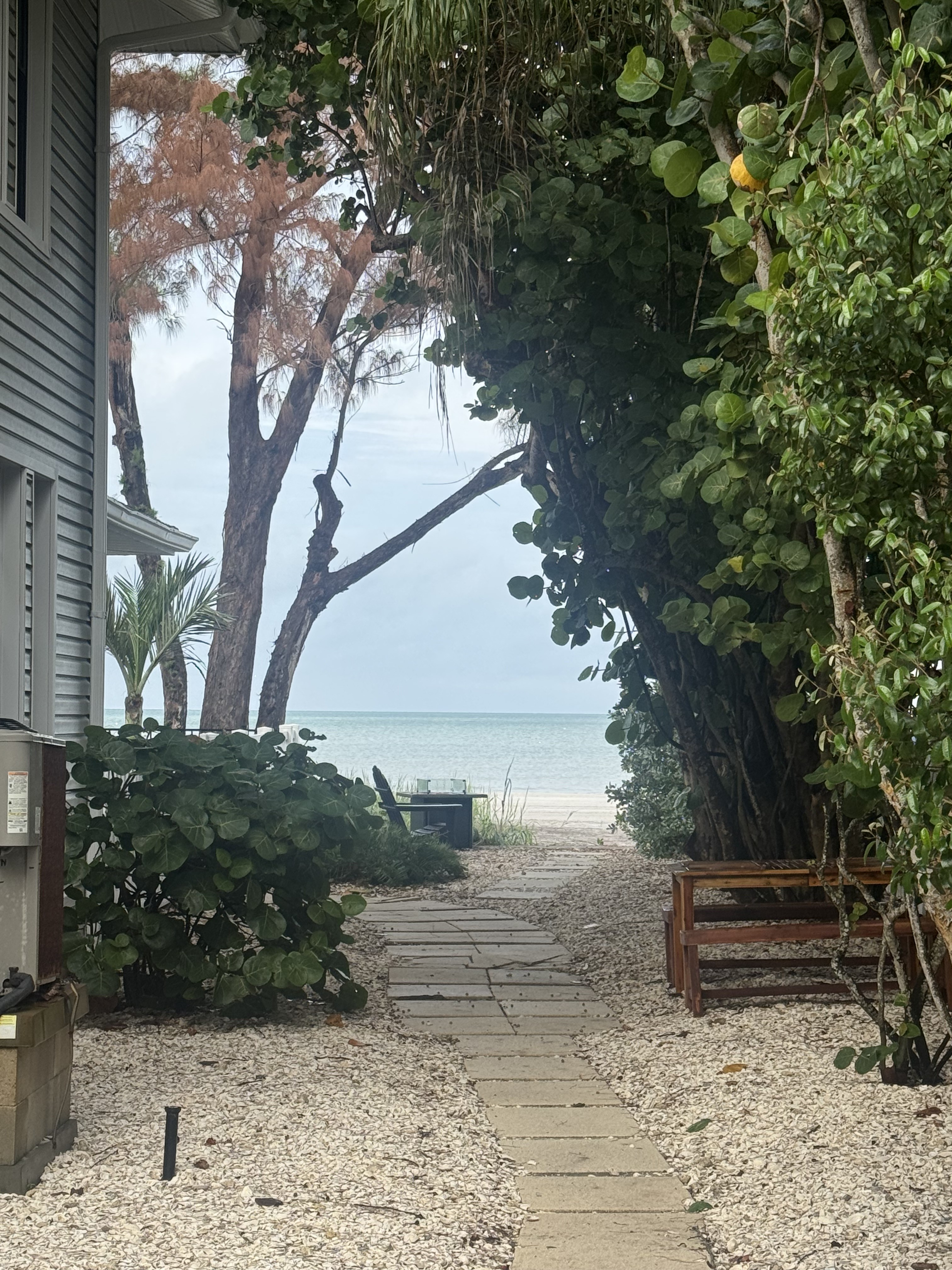 Lush tropical path opening to a serene oceanfront view