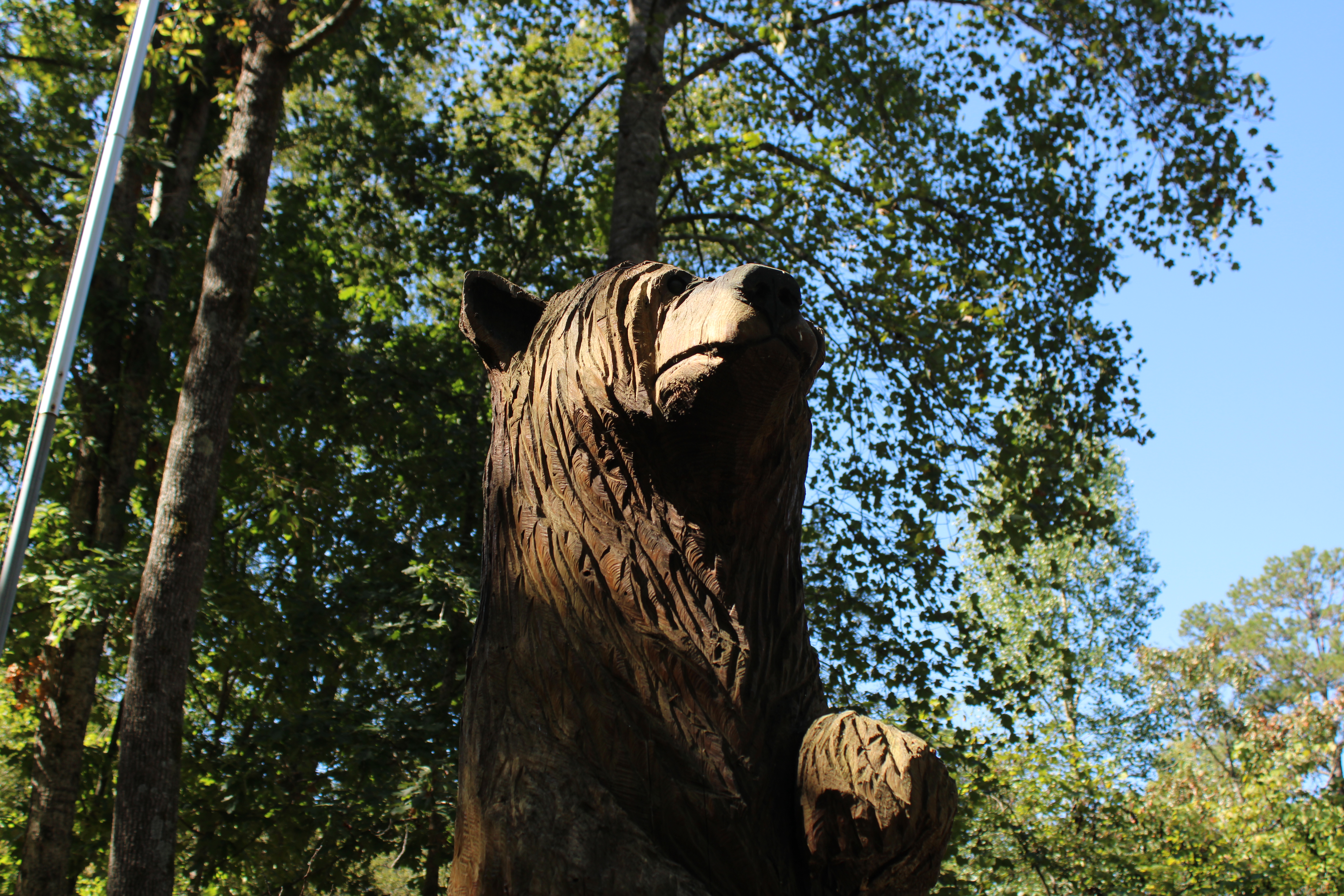 An artist's hand carved a bear into wood and planted it in the forest: only an Italian leaves such beauty to the trees.