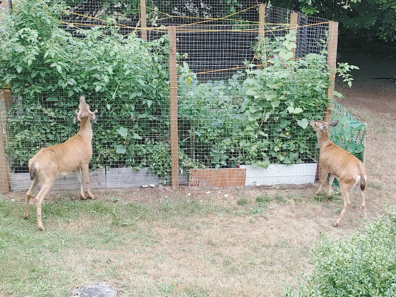 Two blacktail deer in the backyard garden at Blacktail Retreat