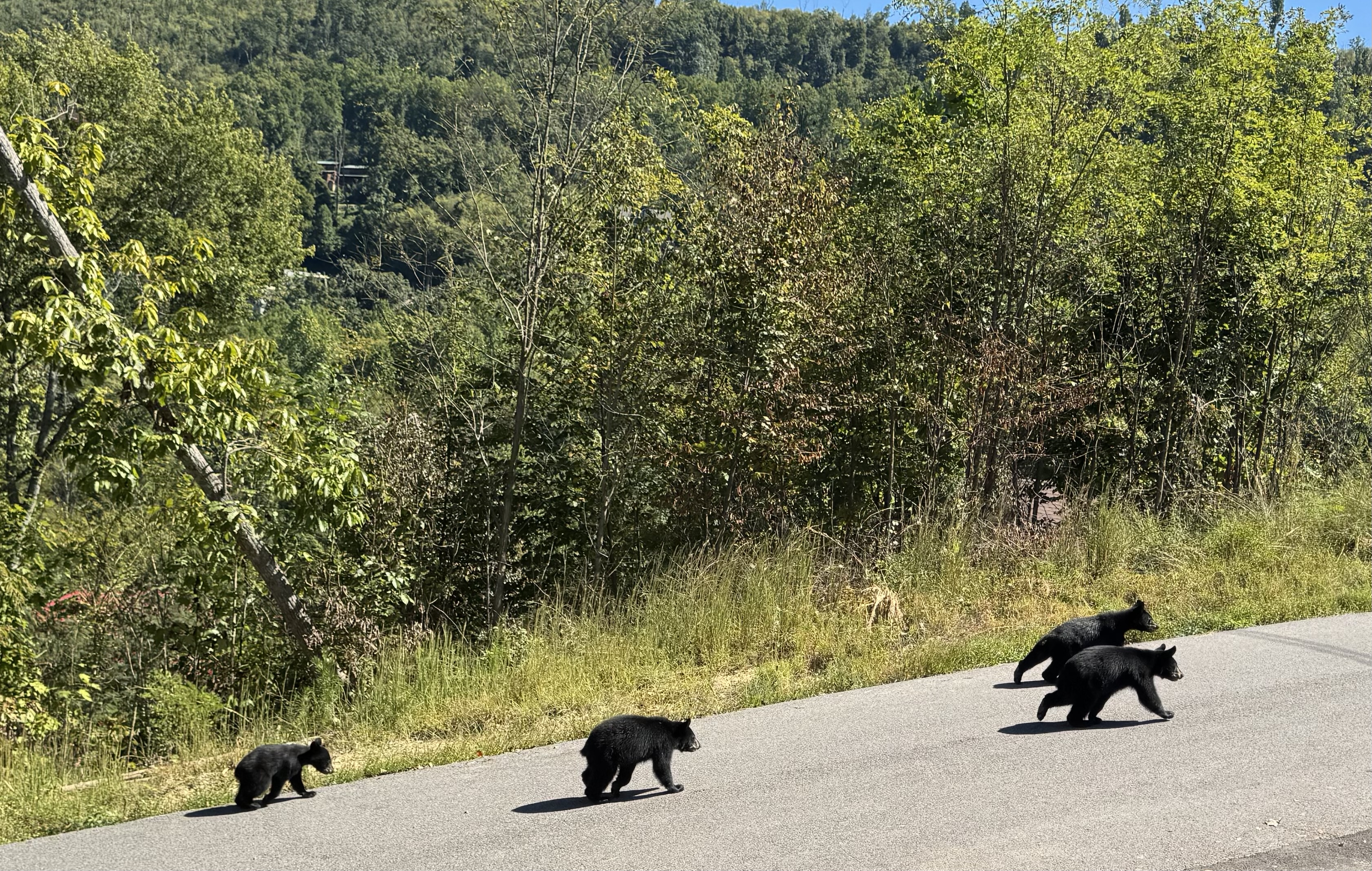Scenic mountain setting with unforgettable wildlife sightings