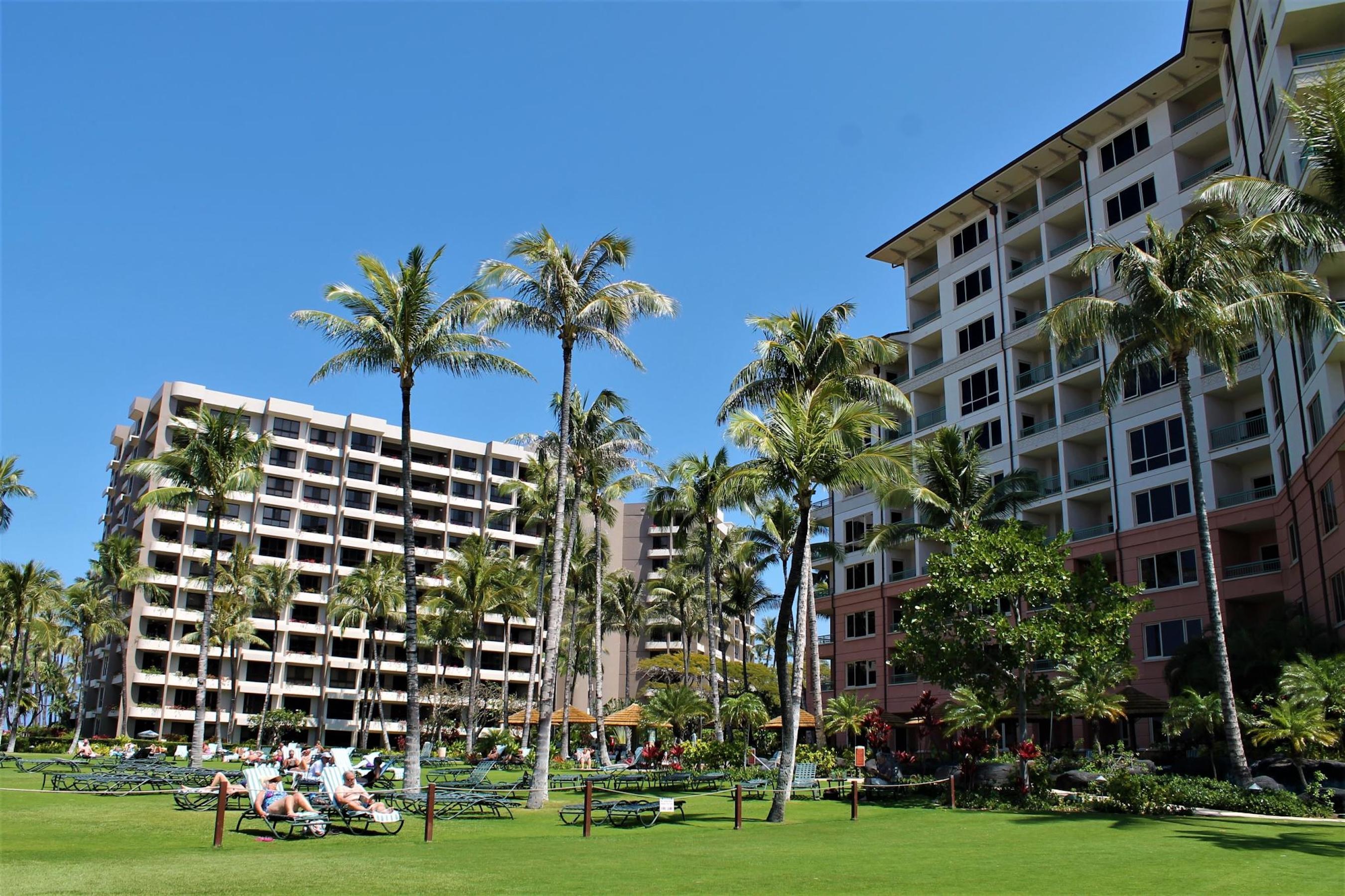Tropical resort grounds with palms, open lawn, and relaxing lounge chairs