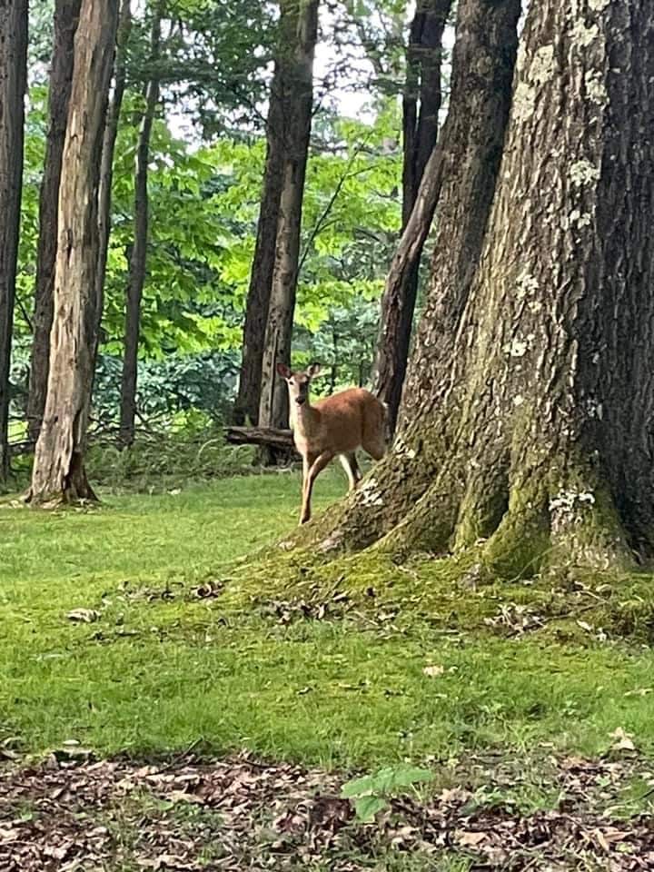 Peaceful wooded setting with lush lawn and frequent deer sightings