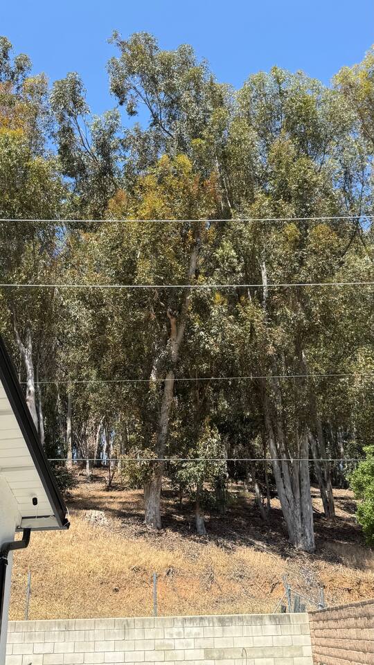 Eucalyptus trees