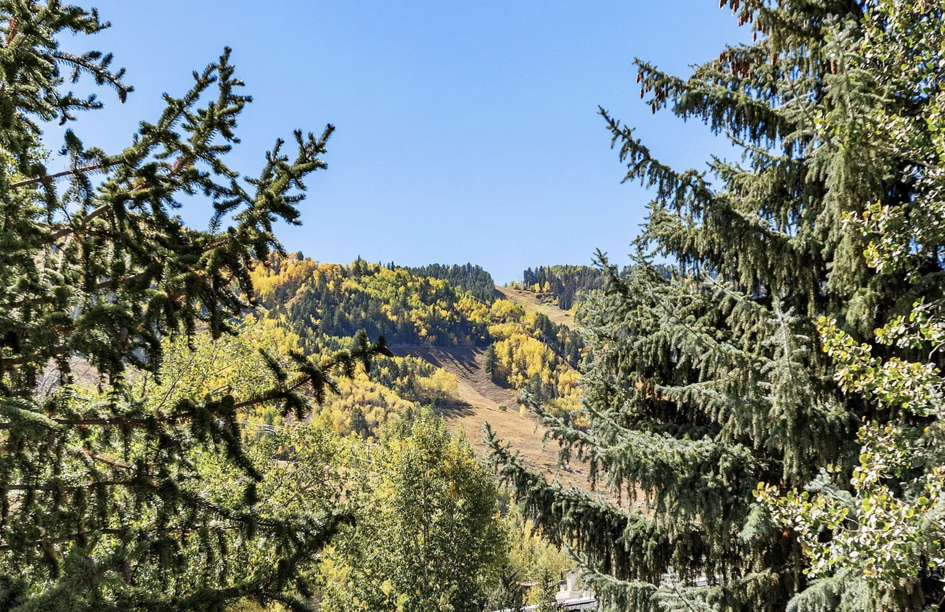 Scenic mountain view with golden aspens and towering evergreens