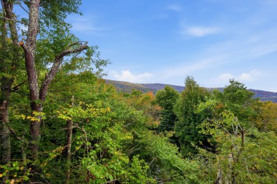 Looking out through a screen of tall hardwoods, the land falls away toward a distant blue ridgeline. In summer the leaves fill in for shade and privacy, and once they drop in late fall the long-range mountain view opens up even wider still.