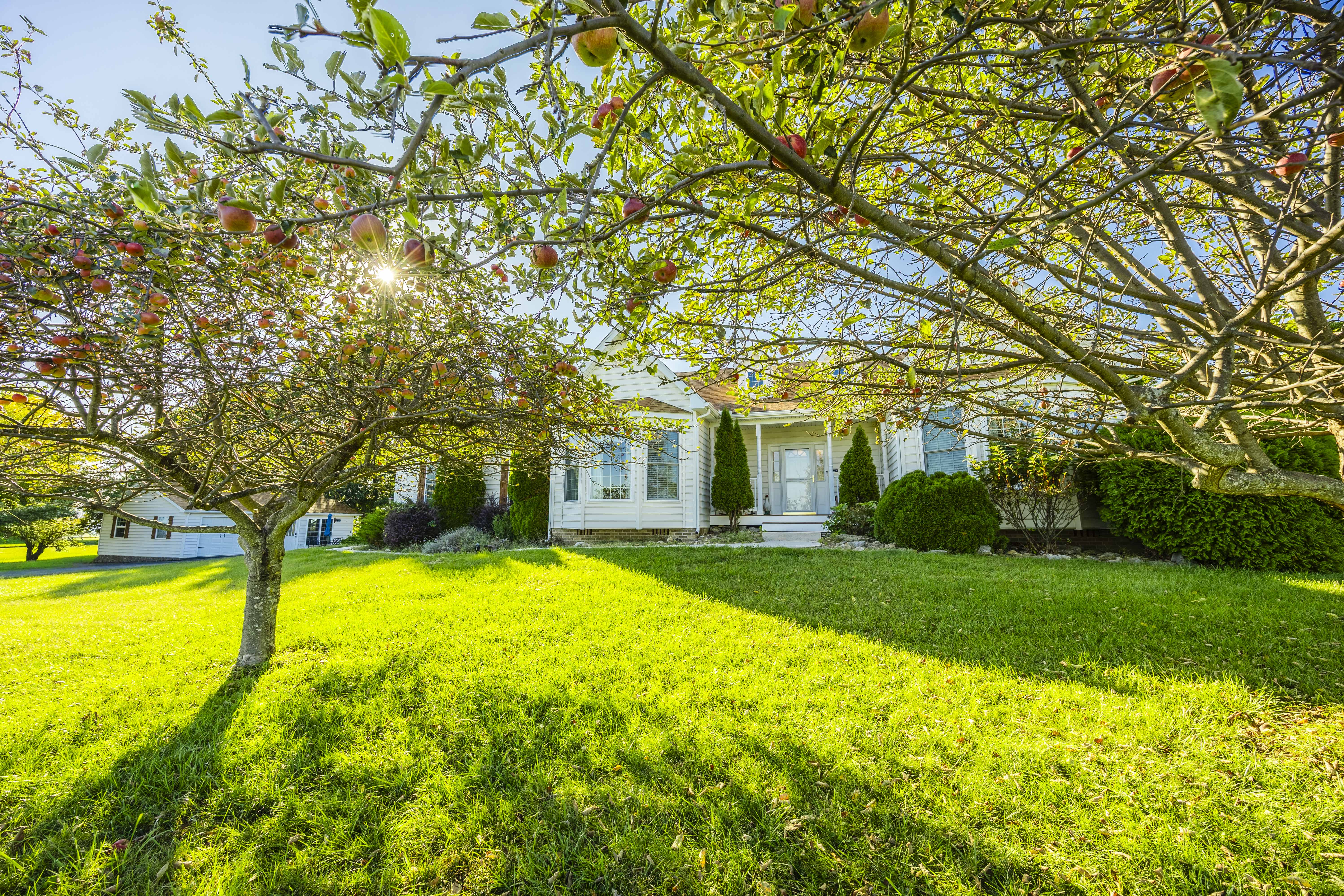 Sunny front yard with mature fruit trees and inviting curb appeal