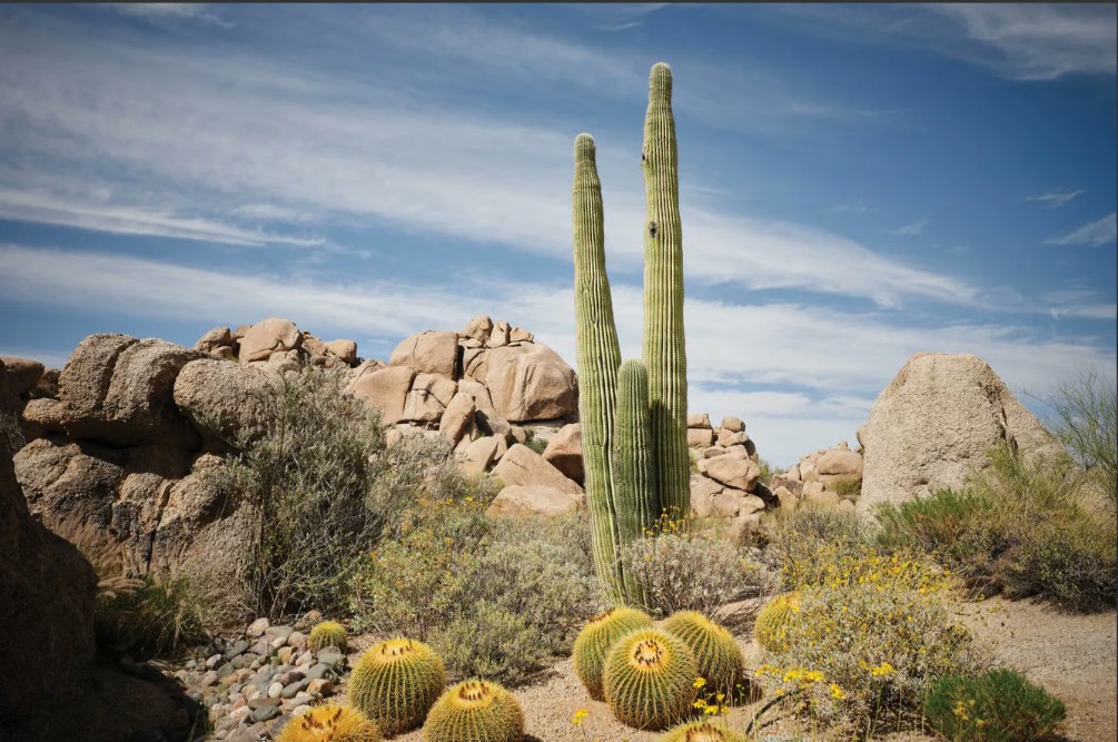 Iconic desert scenery with saguaros, boulders, and wide-open skies