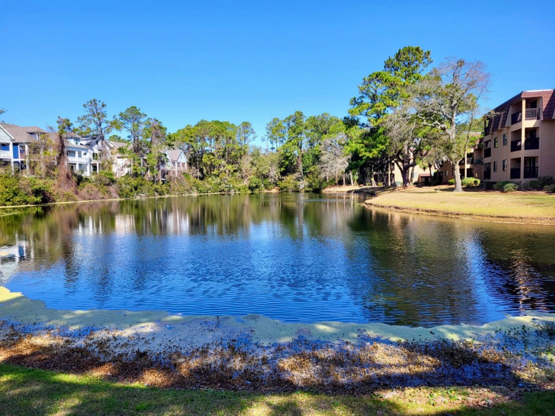 Peaceful pond views with lush trees and a serene residential setting