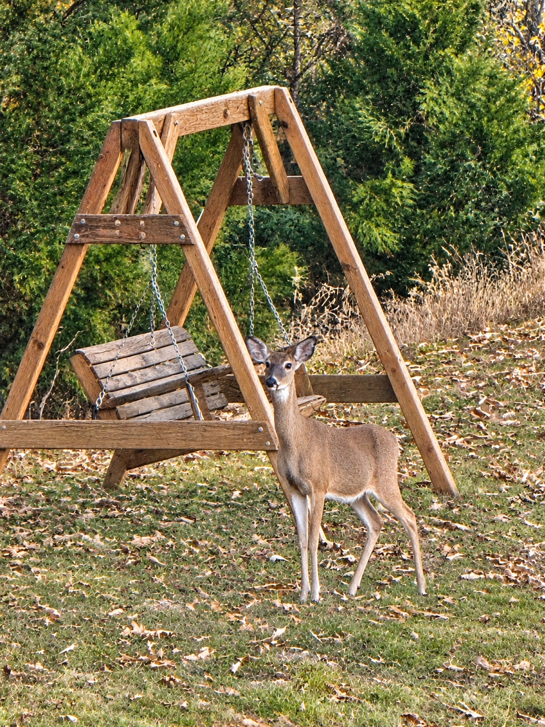 Peaceful backyard swing with charming deer sightings and wooded views