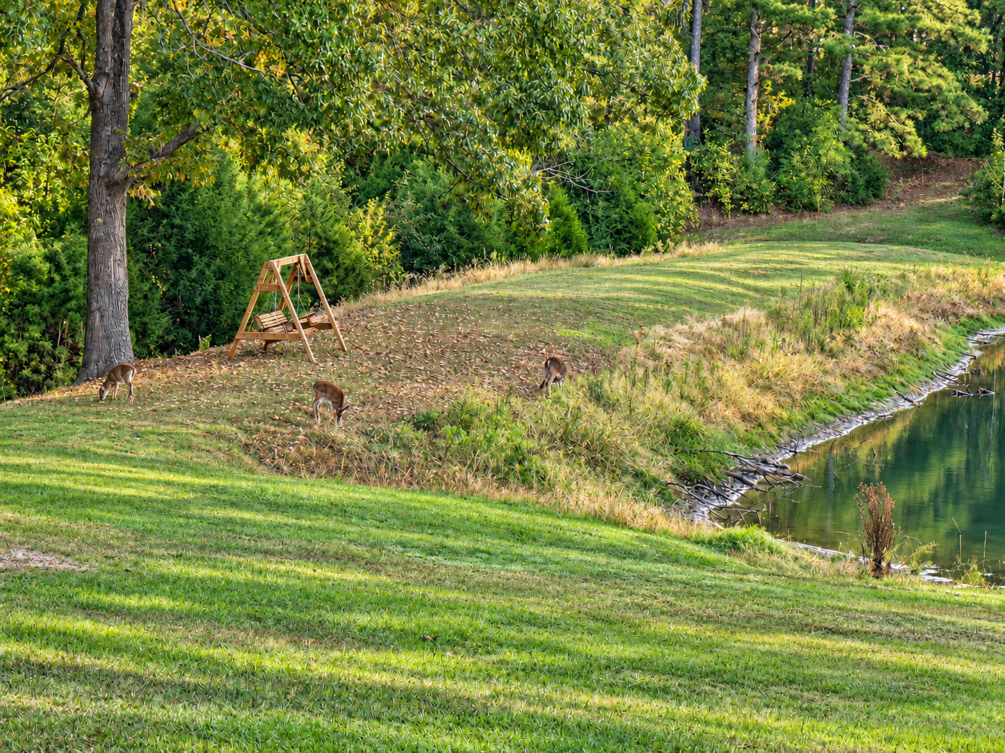 Peaceful pondside lawn with wooded views and a charming swing