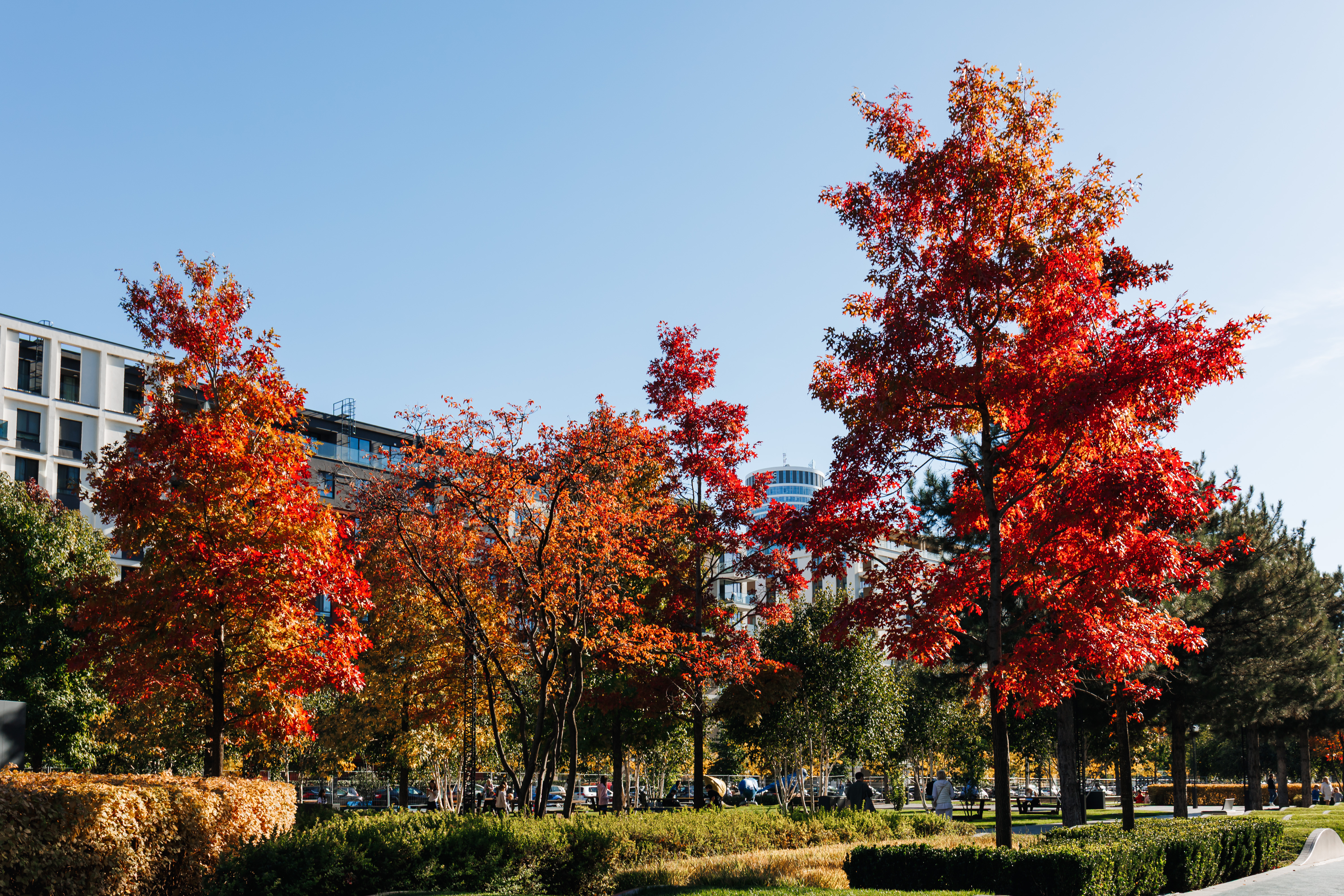 Scenic park views with vibrant autumn colors and city convenience