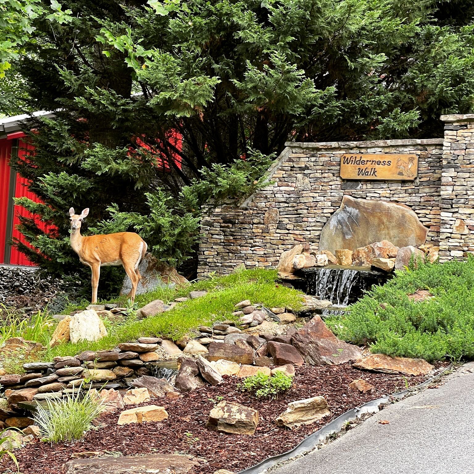 The welcoming committee president at the entrance to Wilderness Walk