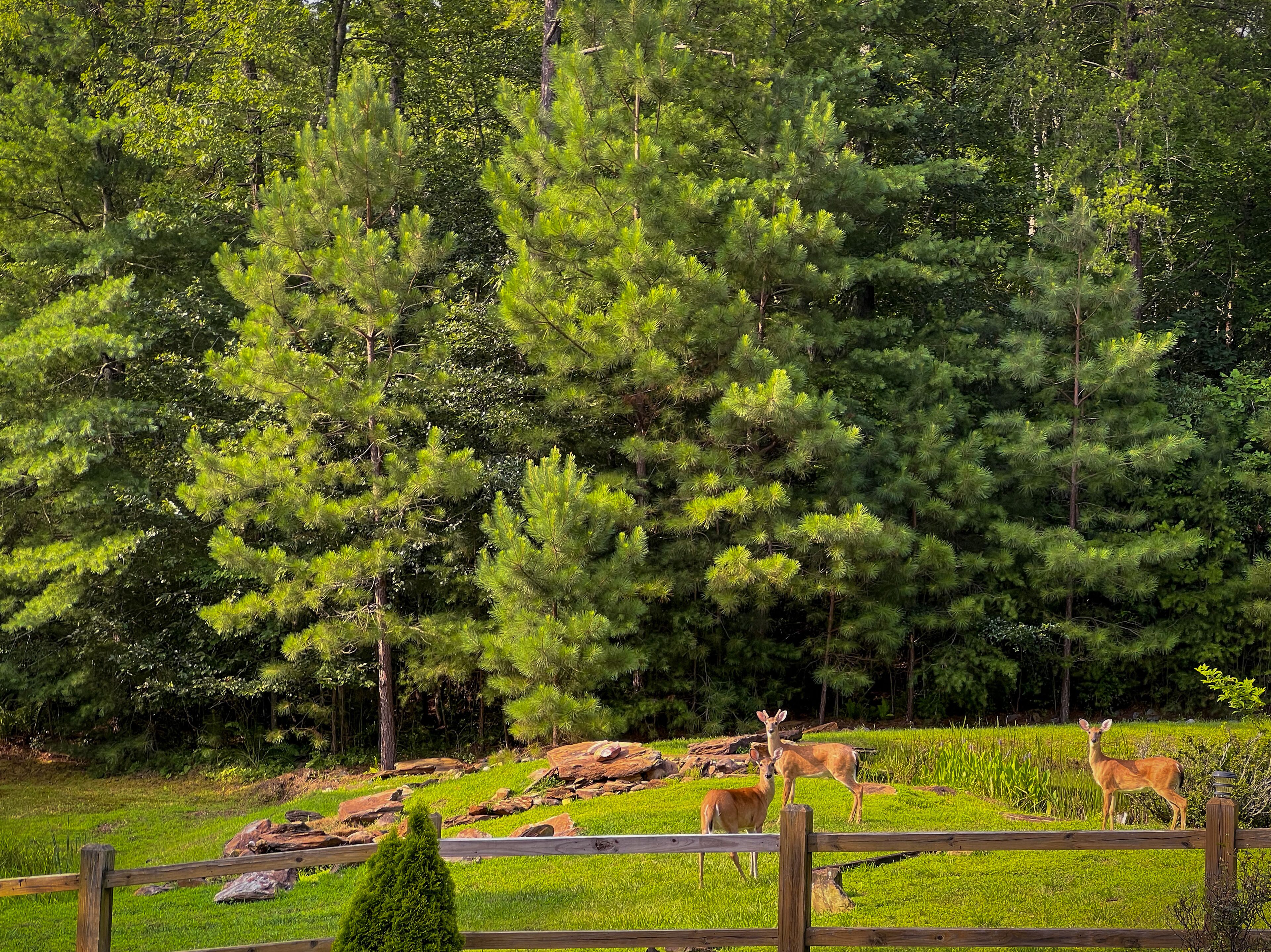 Our friends at the pond.
